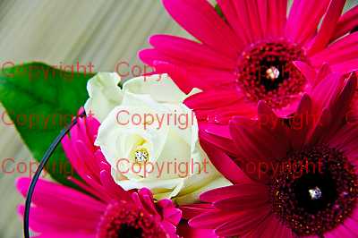 photographer Canterbury