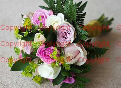 photographer Canterbury