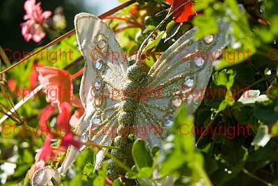 photographer Canterbury