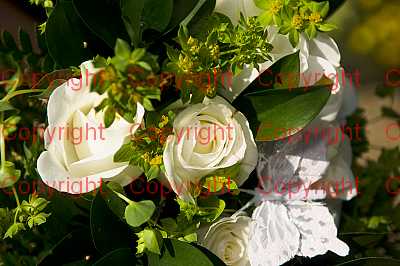 photographer Canterbury