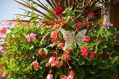 photographer Canterbury