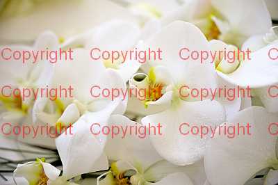 photographer Canterbury