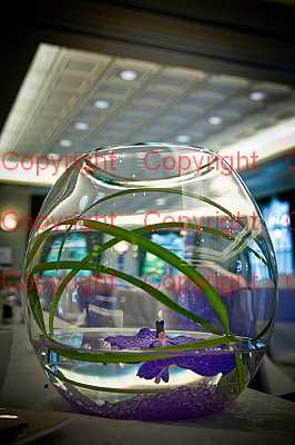 photographer Canterbury