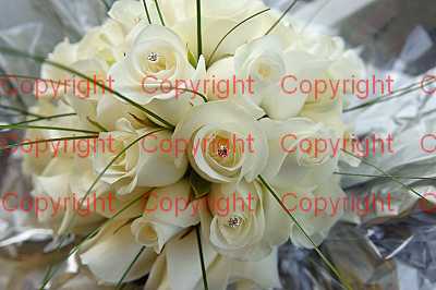 photographer Canterbury