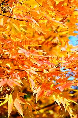 photographer Canterbury