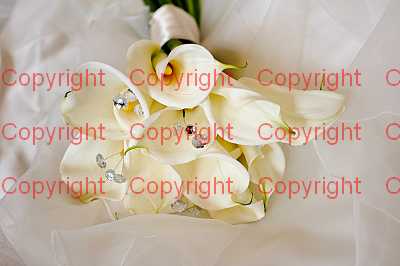 photographer Canterbury