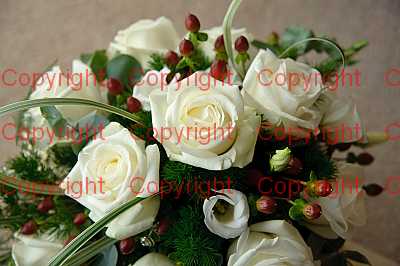 photographer Canterbury